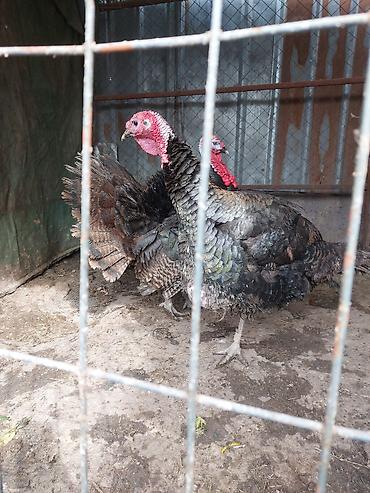 Индюки: Продаю | Индюк (самец) | Для разведения | Племенные — 8