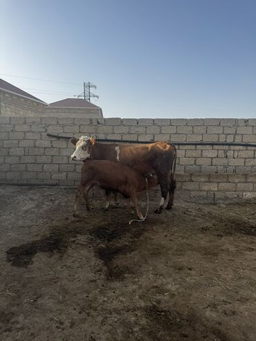 inək gəncə: Birinci qarın doğmuş simmental düyə satılır. Yanında 4 aylıq dişi