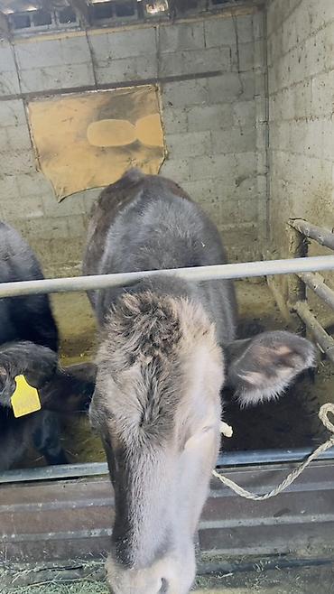 Коровы, быки: Продаю | Тёлка | На откорм | Привязанные — 2