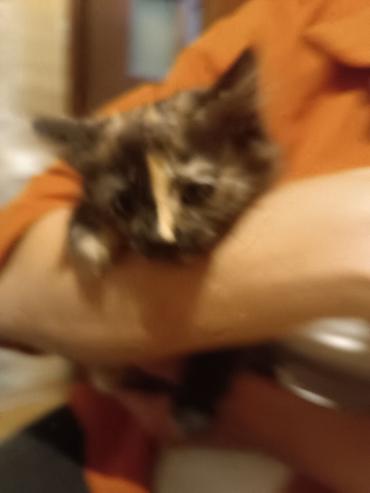отдам котенка даром: Котёнок черепахового окраса - Окрас: черепаховый, с выразительной — 4