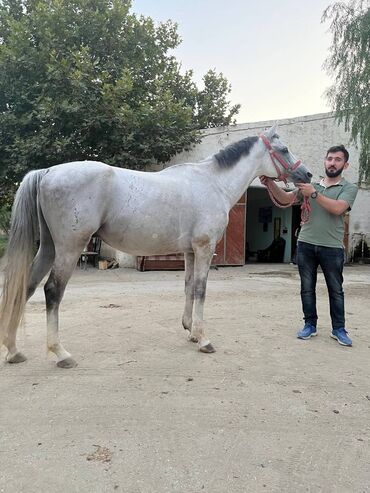 at şampunu qiymeti: Erkək, il: 8