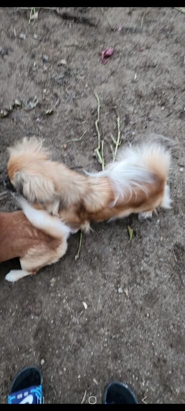 İtlər: Pekines, 1 il, Dişi, Peyvəndli, Ünvandan götürmə — 8