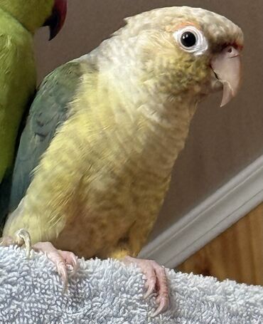 феникс бишкек: Улетел попугай породы Пирура в районе Эне-Сай, просим вернуть за