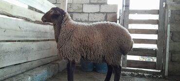 Qoyunlar, qoçlar: Togluların biri 8aylıq biri 6 aylıqdı damazlıga yararlıdır qiymetleri — 6