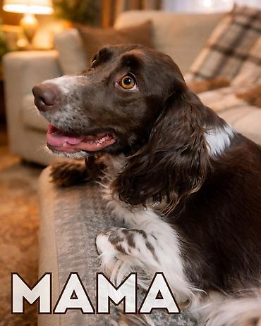 Продажа собак: Щенки спаниеля 🐶 Город: Кант Продаются щенки чистокровного спаниеля: 🐾 — 9