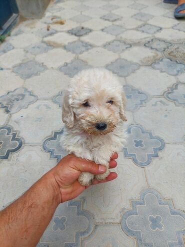 ит мурун: Pudel, 1 ay, Dişi