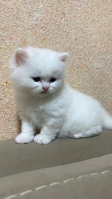 Pişiklər: Şotland — 8