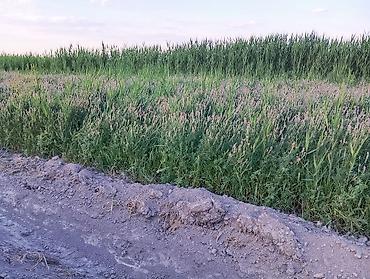 Жер тилкелери: 167 соток, Айыл чарба үчүн, Сатып алуу-сатуу келишими — 3
