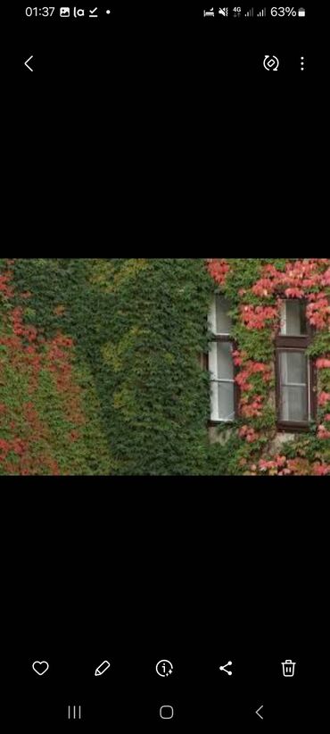 Садовые цветы и кустарники: Саженцы цветка: Плющ, Самовывоз — 6