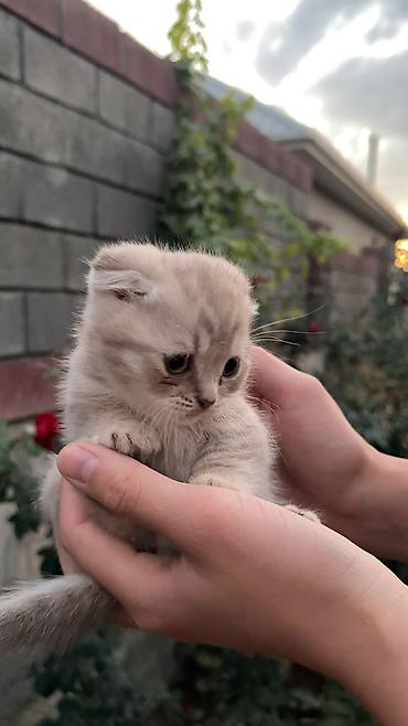 Мышыктар сатылат: 2 айлык, Ургаачы, Лотокко барууга үйрөтүлгөн — 3