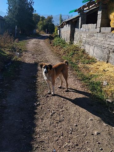 pitbull germany: Собака среднего/крупного размера, короткошёрстная. Окрас рыже‑палевый — 3