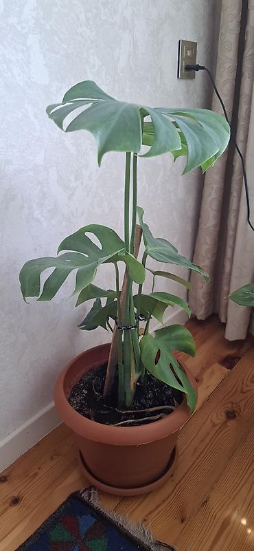 monstera bitkisi: Monstera deliciosa (Swiss cheese plant). torfa əkilib. badamdardadı — 3