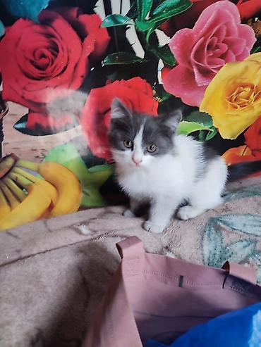 Продажа кошек: Котята от трёхцветной кошки - Окрас помёта: серо-белый с маской — 1