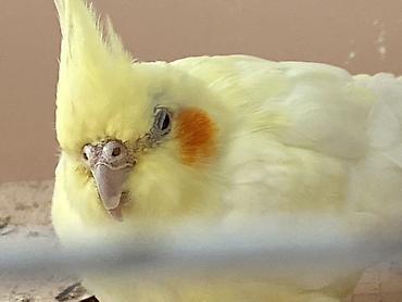 узи для животных бишкек: Попугай корелла (німфа), окрас лютино.и ожереловый Описание: - Окрас — 1