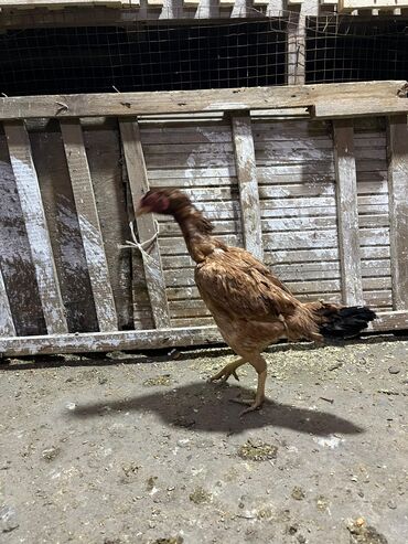 Toyuqlar: Toyuq, Damazlıq, Ünvandan götürmə -da lalafo.az — 4 Toyuqlar: Toyuq, Damazlıq, Ünvandan götürmə — 4