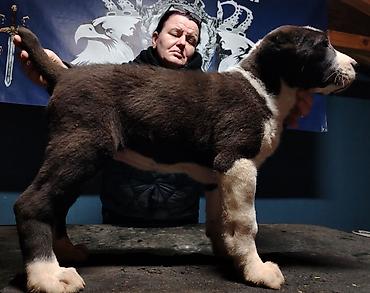 Psi: Psi na lalafo.rs — 4 Psi: Psi — 4