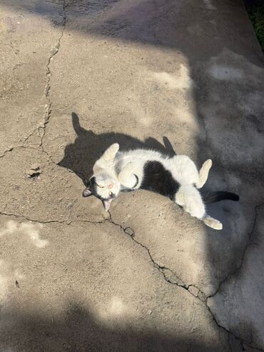 возьму породистого щенка бесплатно: Отдадим кота в хорошие руки, кот ничей постоянно отшивается у нас