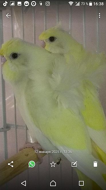 Tutuquşları: Yanaqsiz karellalar və yaponi̇clər satişdadi
yaponiclər cüt 80 azn -da lalafo.az — 8 Tutuquşları: Yanaqsiz karellalar və yaponi̇clər satişdadi
yaponiclər cüt 80 azn — 8