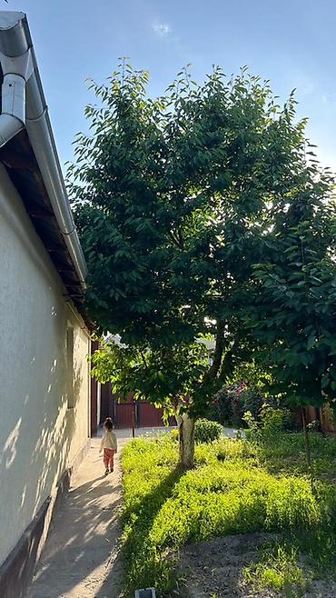 куриная фабрика: 5 и более комнат, 100 м², 4 соток, Новопавловка, Собственник — 3
