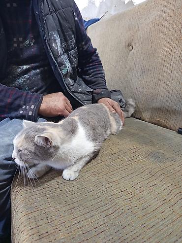 Pişiklər: Qızıl şinşilla, Dişi — 3
