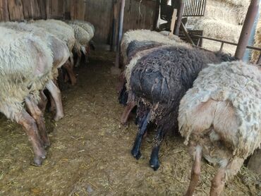 Бараны, овцы: Продаю | Баран (самец) | Полукровка | На забой | Осеменитель