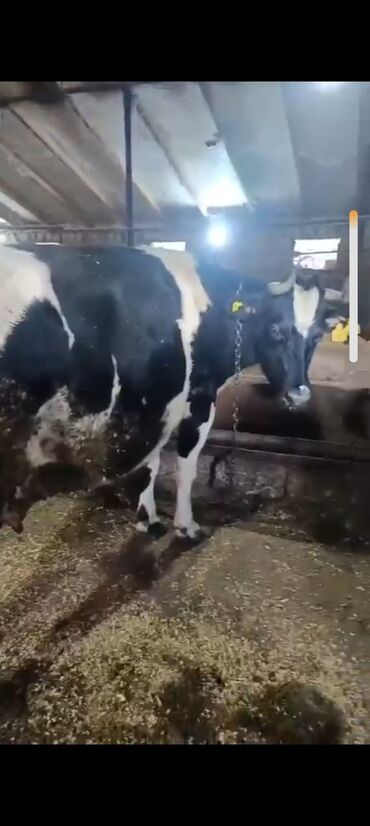 Inəklər, öküzlər: Salam aleykum super 2 dene iney diler cüt 6400 diyilir razılaşmaq olar — 8