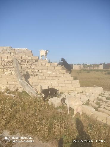 cepis satisi: Kənd təsərrüfatı — 4