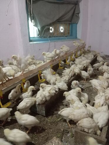 птица ферма: Продаю цыплят СРОЧНО!!! НЕСУШКИ, яичного направления куры и петухи в