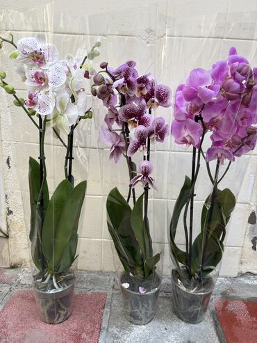 Otaq bitkiləri: Vatsapp mövcuddur!. Çatdırılma metrolara, Şamaxinkaya mövcuddur və -da lalafo.az — 12 Otaq bitkiləri: Vatsapp mövcuddur!. Çatdırılma metrolara, Şamaxinkaya mövcuddur və — 12