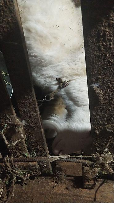 Козы, козлы: Продаю | Коза (самка) | Зааненская | Для разведения — 11