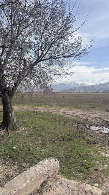 Продажа участков: 385 соток, Для сельского хозяйства, Договор дарения — 9