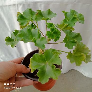 Герани и пеларгонии: Продаю сортовые розебудные пеларгонии, есть и старые хорошие сорта — 3