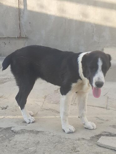 dog - Azərbaycan: Salam təcili alabay balasi satilir cenpiyonun nəslinnəndi disidi butun