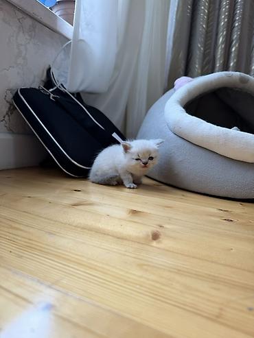 Pişiklər: Britan — 7