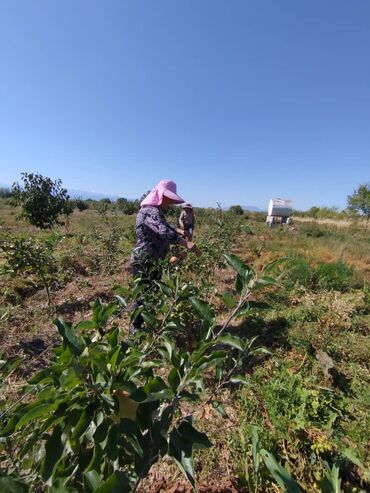 жер сатылат ала тоо: Бизнес үчүн, Сатып алуу-сатуу келишими