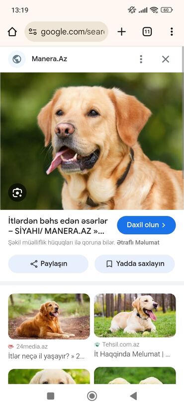 sibir iti: Labrador-retriver, 6 ay, Erkek, Peyvəndli, Ünvandan götürmə