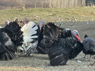 Индюки: Продаю | Индюк (самец) | Черный принц | Для разведения | Племенные — 2