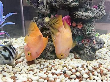 Балыктар: Большие именно красные Рыбы попугай (Parrot cichlid), ярко‑оранжевые — 3