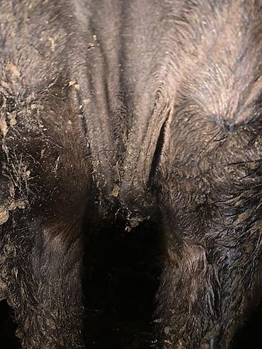 Коровы, быки: Продаю | Корова (самка) | Для молока | Привязанные — 9