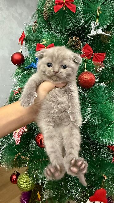 Pişiklər: Şotland, Erkək, Dişi, Yaxşı əllərə, Ünvandan götürmə, Pulsuz çatdırılma, Ödənişli çatdırılma — 3