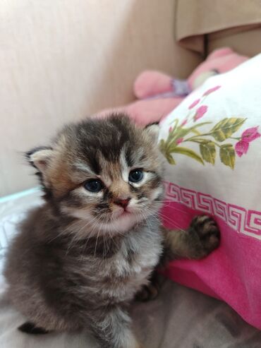 где продаются котята: Шиншилла, Самец, Самка, В добрые руки, Самовывоз