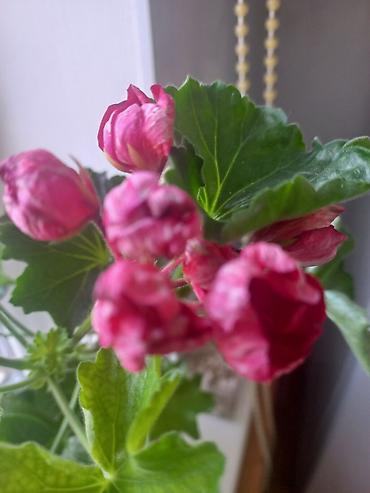 Другие виды семян и саженцев: Саженцы хризантем с пышной зеленой листвой, готовые к пересадке — 12