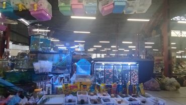 растения аквариумные купить: Аквариумные рыбки аквариумы оборудование хомяки клетки корма