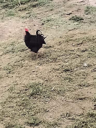 balaca ev itləri: Qara rəngli ev xoruzu - Rəng: tam qara lələklər, parlaq qırmızı daraq — 1