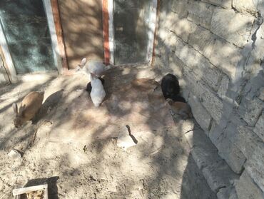 котята даром в душанбе: 3bala4boyuk dovşan satılır.Hamisinin qiymeti25 manat