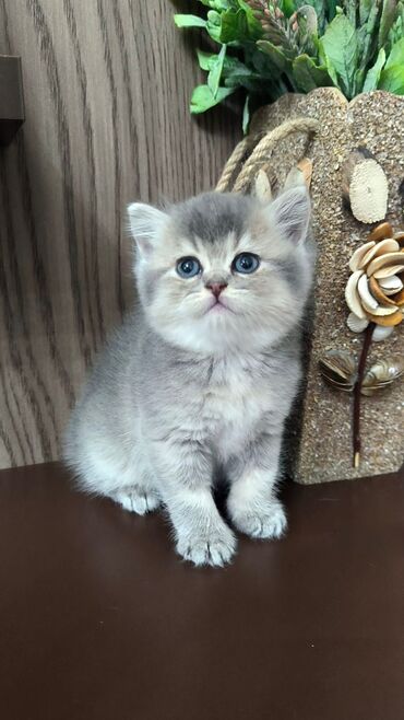 Pişiklər: Cins Paroda pişikləri. Şotland, Britan, Pers. Rəngləri də cür bə cür — 16