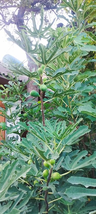 Другие фрукты: ИНЖИР ✅🌱 В весенний период!!!🌱 Откроем сезон продаж саженцев инжира — 6