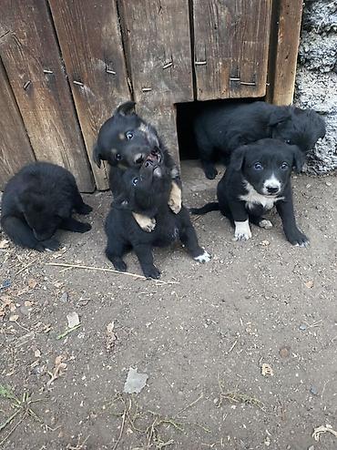 самый лучший сильный умный собака: Собака даром: Дворняжка, 1 месяц, Самка — 1
