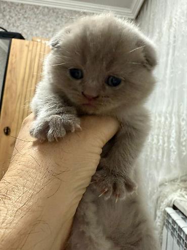 Pişiklər: Temiz şatlan pişiyidi -da lalafo.az — 6 Pişiklər: Temiz şatlan pişiyidi — 6