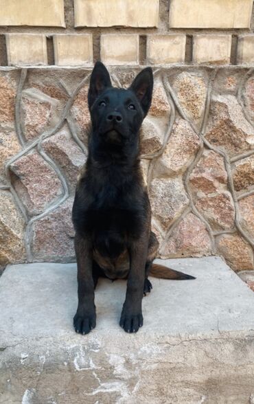 Вязка собак: Вязка: Бельгийская овчарка, Самец, 3 года, С прививкой, С родословной — 10